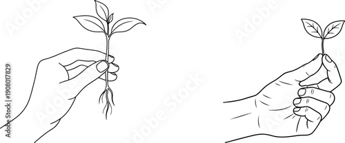 Seedling in hand line art sketch for growth and nature vector illustration isolated on transparent background