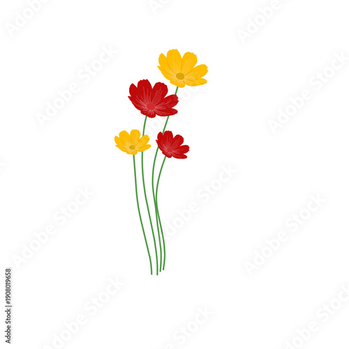 Cosmos flower illustration. Cosmos flower bouquet. Blooming cosmos flower vector. Red and yellow cosmos flower illustration 