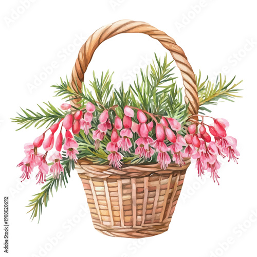 Grevillea Flower Basket, detailed watercolor clipart vector, isolated on a pure white background.