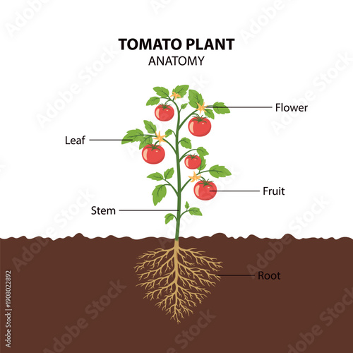 Cartoon Vector Tomato Plant Anatomy Diagram with Labels. Roots Stem Leaves Flower and Fruit. Gardening and Botany Educational Infographic. Vegetable Growth Stages Illustration, Agriculture Study Chart