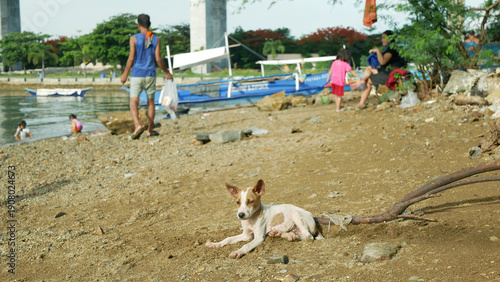 Filipino cute dog or puppies animals Canus lupus rabies familiaris aspin asong pinoy Philippines small stray homeless domestic resting sitting observing on beach pebbles or stones. Kids enjoying