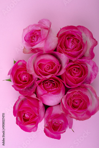 Close-up of fresh pink roses isolated on colored background, copy space