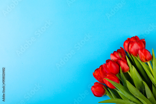 Overhead view of fresh red roses isolated on blue background, copy space