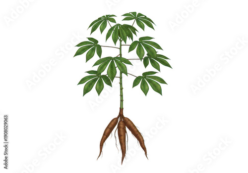 Illustration of a cassava plant with roots featuring a transparent background