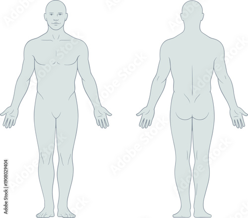human, body, male, anatomy, front, back, view, medical, vector, illustration, full, body, diagram, healthcare, biology, science, education, template, isolated, design