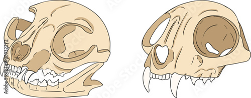 Mystical witch kit collection. Hand drawn colored art with occult symbols. Perfect for modern witchcraft, tarot and esoteric designs. Boho magic vibe