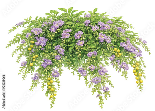 Golden Dewdrop (Duranta erecta) with Flowers and Yellow Berries, Watercolor Botanical Illustration
