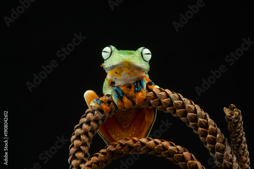 Wallpaper Mural Macro close-up of a green tree frog perched on a coiled dry vine. Dramatic lighting highlights texture and contrast, creating a striking wildlife portrait with copy space. Solid black background Torontodigital.ca