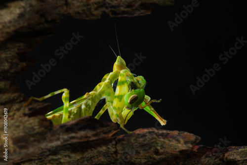 Wallpaper Mural macro close up shot of a green praying mantis from family mantidae, eating green grasshopper, with solid black background Torontodigital.ca