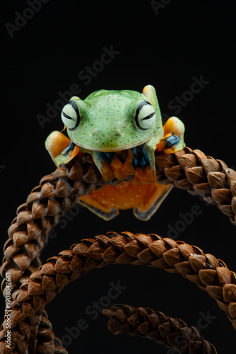 Wallpaper Mural Macro close-up of a green tree frog perched on a coiled dry vine. Dramatic lighting highlights texture and contrast, creating a striking wildlife portrait with copy space. Solid black background Torontodigital.ca