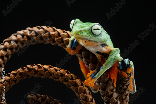 Wallpaper Mural Macro close-up of a green tree frog perched on a coiled dry vine. Dramatic lighting highlights texture and contrast, creating a striking wildlife portrait with copy space. Solid black background Torontodigital.ca