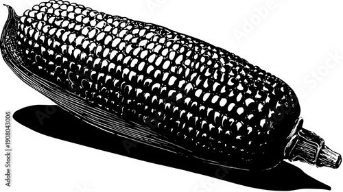 A black and white illustration of a corn on the cob, lying on a white background
