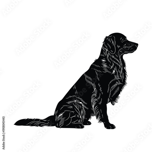 Black and white Labrador sitting profile