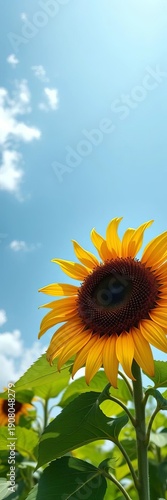 Wallpaper Mural Giant sunflower bloom reaching for the sky, vibrant yellow petals and dark center,  bloom, sunflower Torontodigital.ca