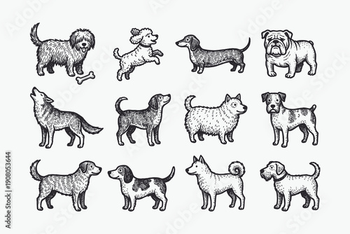 Vintage Engraving Style Dog Breeds Collection: Hand-Drawn Sketch Set of Domestic Animals