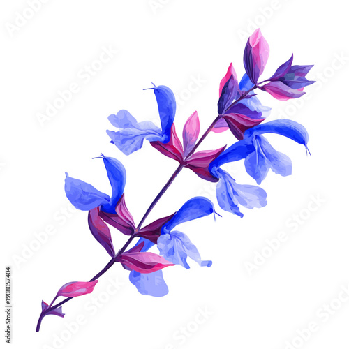 Salvia Flower watercolor vector illustration, high-quality artwork isolated on a pure white background.
