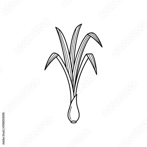 Lemongrass Plant Line Art Botanical Illustration Simple Herbal Sketch On white Background