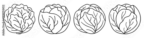 Fresh green cabbage vector icon set isolated on white background minimalist design illustration