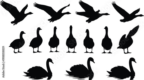 Silhouette illustration of birds flying standing swimming, geese ducks swans wildlife nature animal icon design concept for ornithology environment art, flat vector illustration