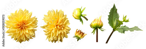 Set of yellow dahlia flower and green leaves isolated on white background
