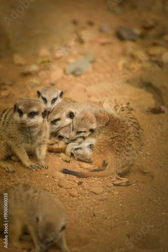 Photography Family group of meerkats sitting and resting together on sandy ground