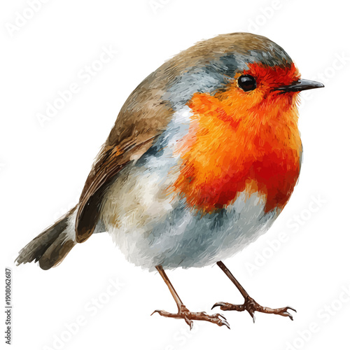 Robin watercolor drawing vector, premium quality illustration on a clean white background.