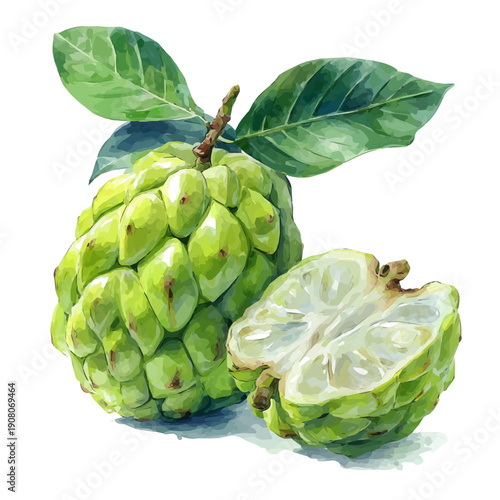 Custard Apple watercolor vector illustration, high-quality artwork isolated on a pure white background.