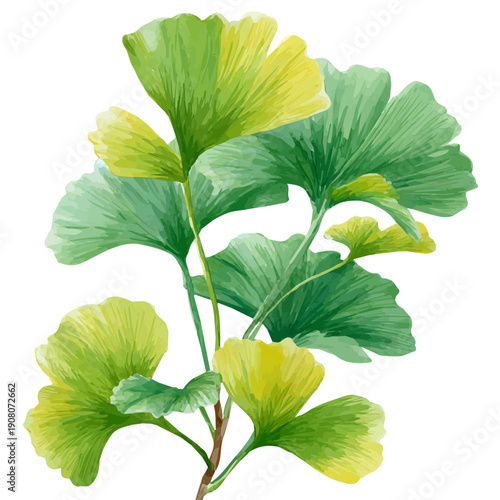 Ginkgo Biloba watercolor vector illustration, high-quality artwork isolated on a pure white background.