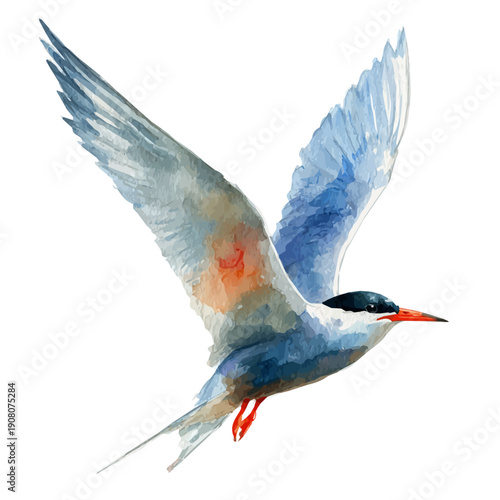 Stylized watercolor Tern vector, modern artistic illustration with high-quality details on a pure white background.