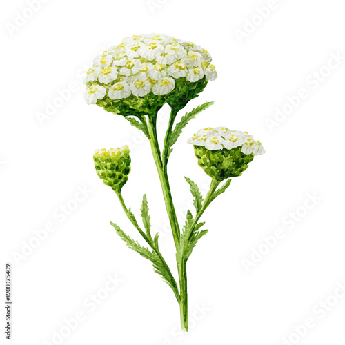 Stylized watercolor Yarrow Seed Head vector, modern artistic illustration with high-quality details on a pure white background.