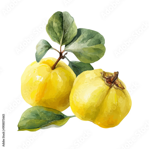 Watercolor Quince vector, artistic painting style, high-resolution illustration on a pure white background.