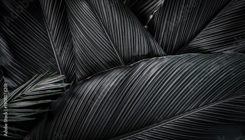 closeup tropical black palm leaves texture and dark tone process abstract nature pattern background