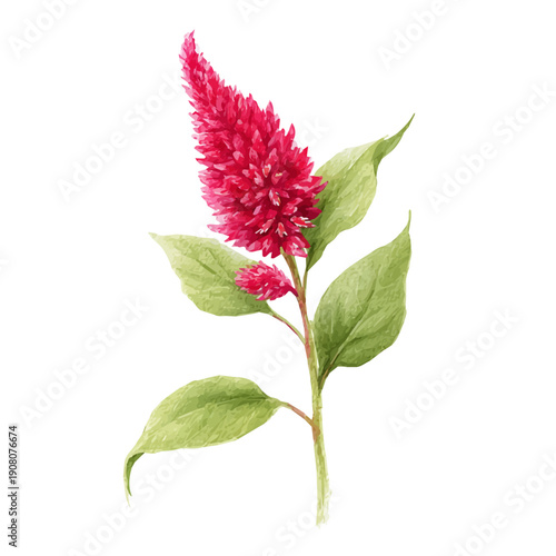 Stylized watercolor Amaranth Flower vector, modern artistic illustration with high-quality details on a pure white background.