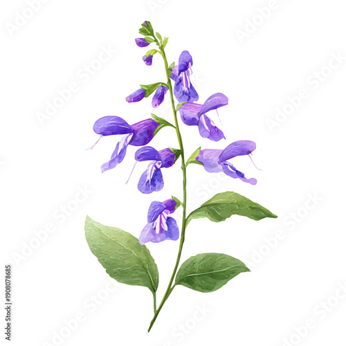 Fotografia Salvia Flower watercolor artwork, high-quality professional vector illustration isolated on a white background