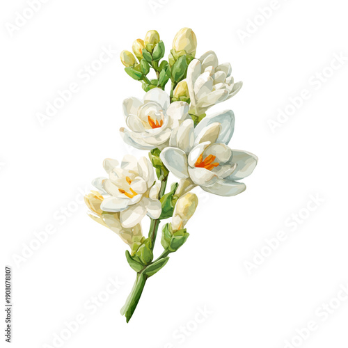Tuberose Flower watercolor vector illustration, high-quality artwork isolated on a pure white background.