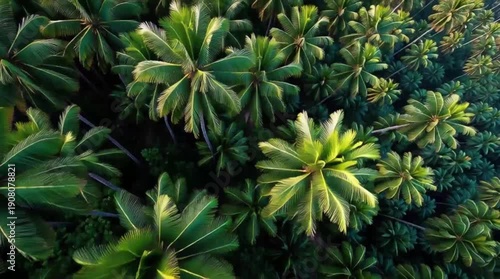 close up photo of a coconut tree from above