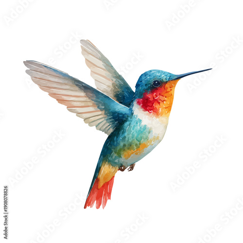 Hummingbird watercolor drawing vector, premium quality illustration on a clean white background.