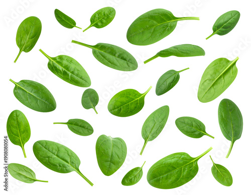 Fresh baby spinach leaves scattered across frame, green salad vegetable foliage top view on isolated background