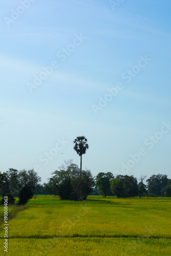 Fotografi Expansive golden rice paddy field contrasting with clear pale blue sky, featuring a lone tall palmyra palm tree above the dense tropical forest, peaceful rural agriculture