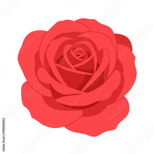 Red Rose Flower Head Isolated on White