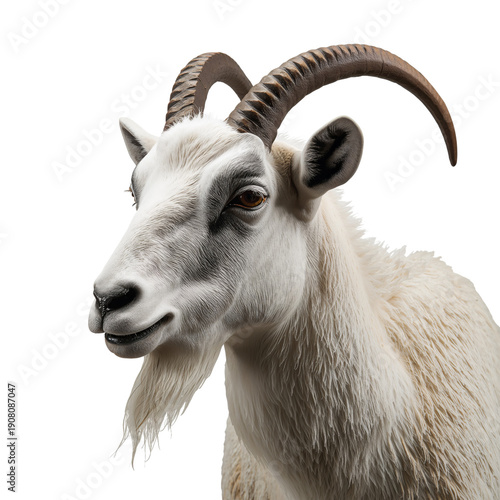 Goat Portrait From the Side Showing Head and Horns Against White Background