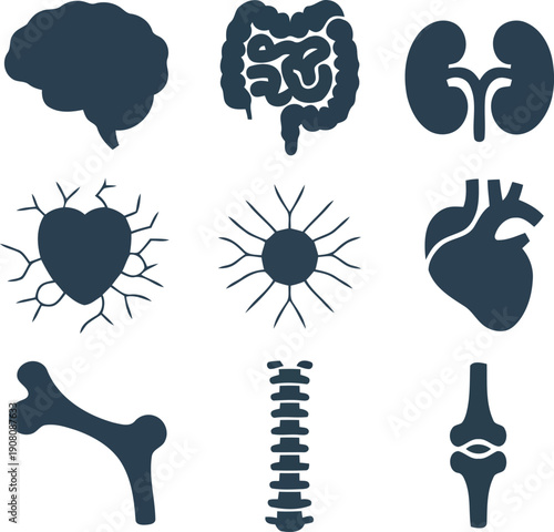A clear grid of nine simple silhouette icons illustrating various human internal organs and skeletal system components