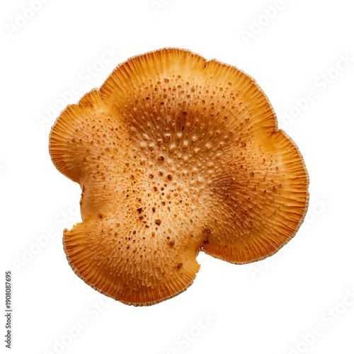 Mushroom Stands Tall on a White Background Showcasing Its Round Cap and Thick...