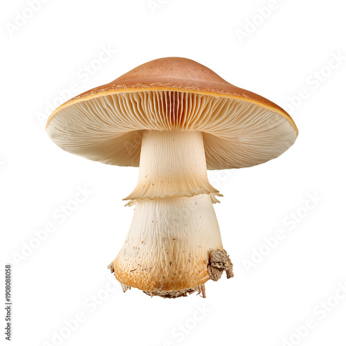 Mushroom on a White Background Showing Cap and Stem With Gills at the Bottom ...