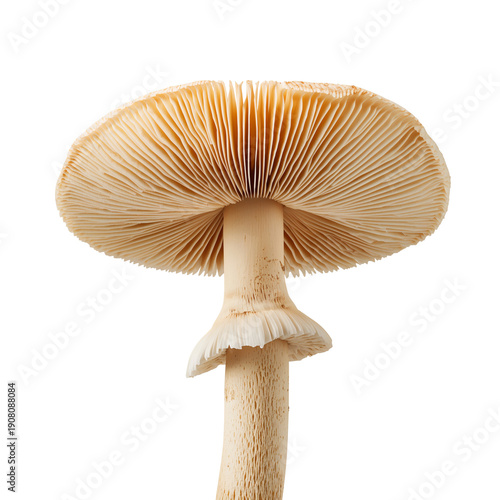 Mushroom on a White Background Showing Cap and Stem With Gills at the Bottom ...