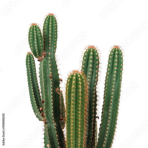 Cactus Growing in Bright Light With Tall Green Stems Reaching Upward