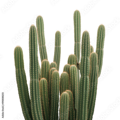 Cactus Growing in Bright Light With Tall Green Stems Reaching Upward
