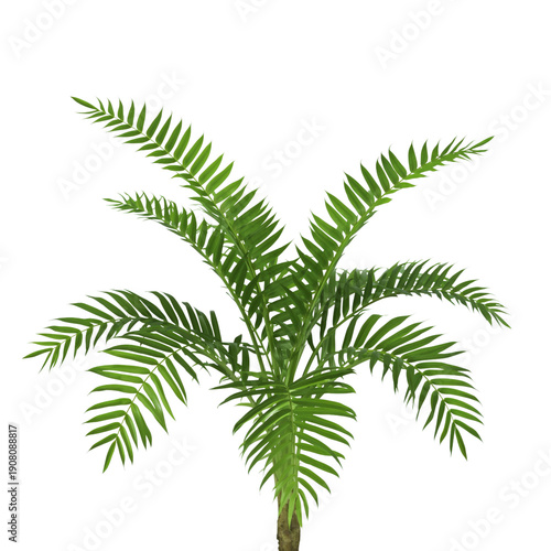 Bright Green Palm Plant With Long Leaves Located Indoors on a Simple Background