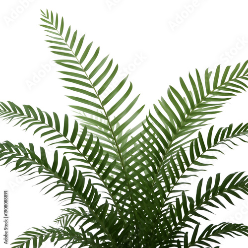 Decorative Indoor Plant in a White Pot Placed in a Room Setting With Natural ...