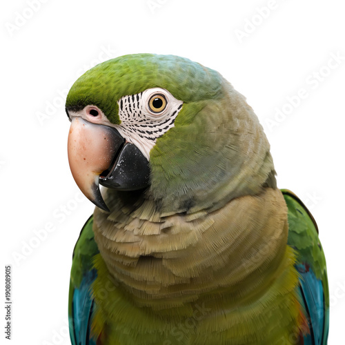 Colorful Parrot With Green Feathers and Blue Highlights Standing Alone in a S...